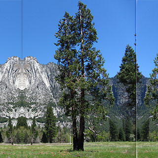 calocedrus decurrens calocedrus decurrens